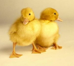 patos2