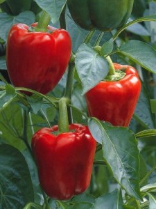foto-pimiento-rojo-enza