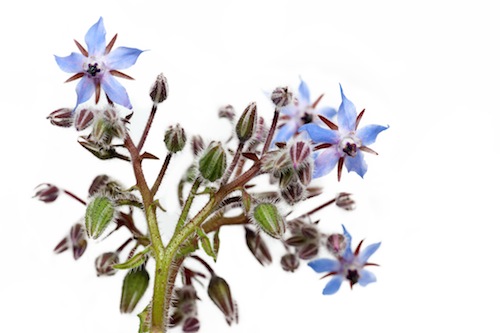 Borage